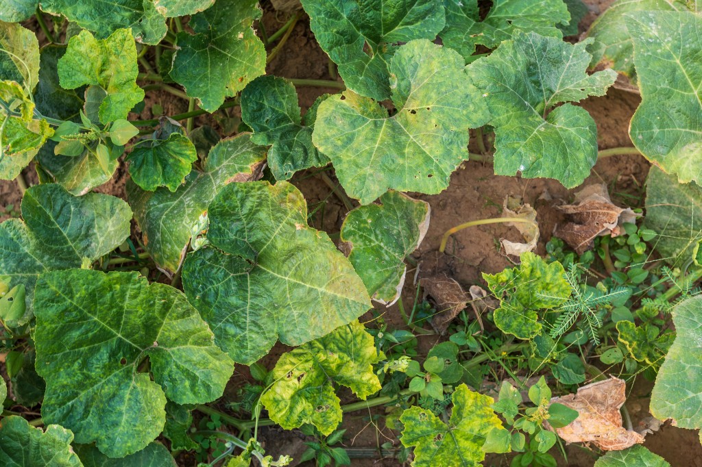 Gelsta agurkų lapai: ką daryti? 
