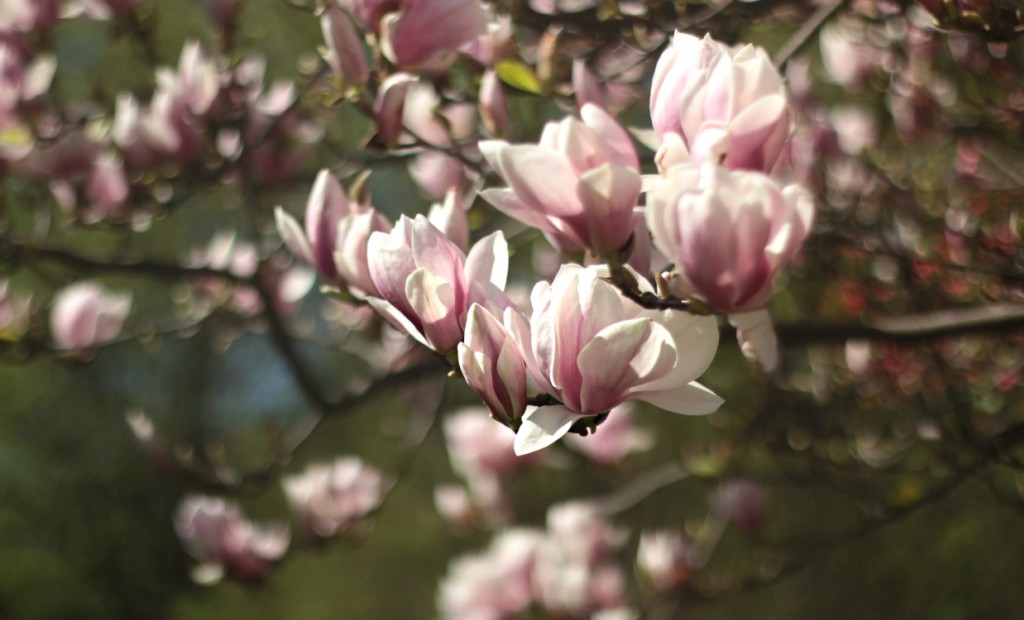 Kaip prižiūrėti, laistyti magnolijas?