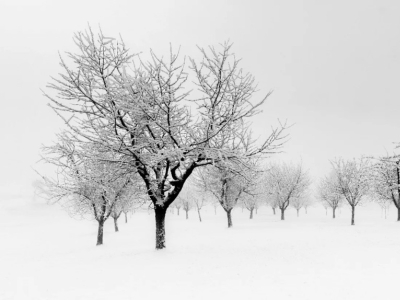 Vasaris – ką galime nuveikti sode žemę dar dengiant sniegui