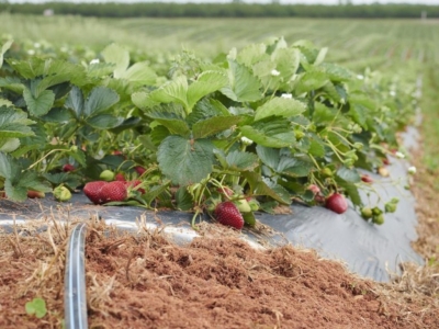 Kada ir kaip laistyti braškes?