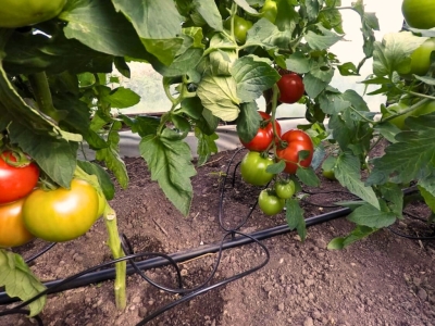 Kada laistyti pomidorus – ryte ar vakare?