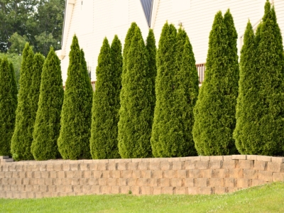 Kaip laistyti tujas? Tujų laistymas, vandens kiekis ir dažnumas