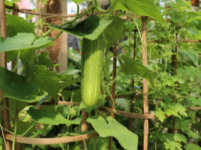 Agurkų laistymas šiltnamyje: kaip tai daryti teisingai?