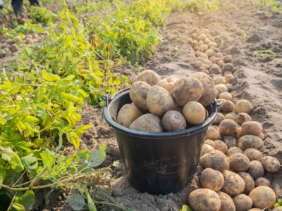 Kada ir kaip reikia laistyti bulves?