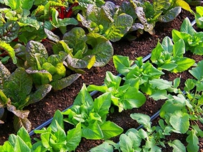 Kada yra reikalinga daržo laistymo sistema?