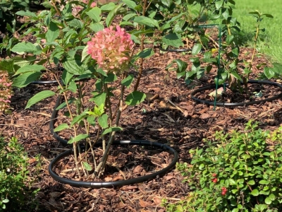 Skirtingų lauko gėlių laistymo poreikiai