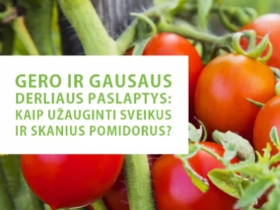 Gero ir gausaus derliaus paslaptys: kaip užauginti sveikus ir skanius pomidorus?