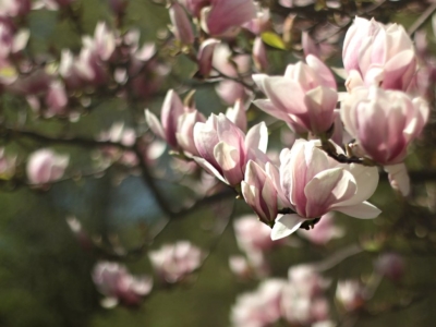 Kaip prižiūrėti, laistyti magnolijas?